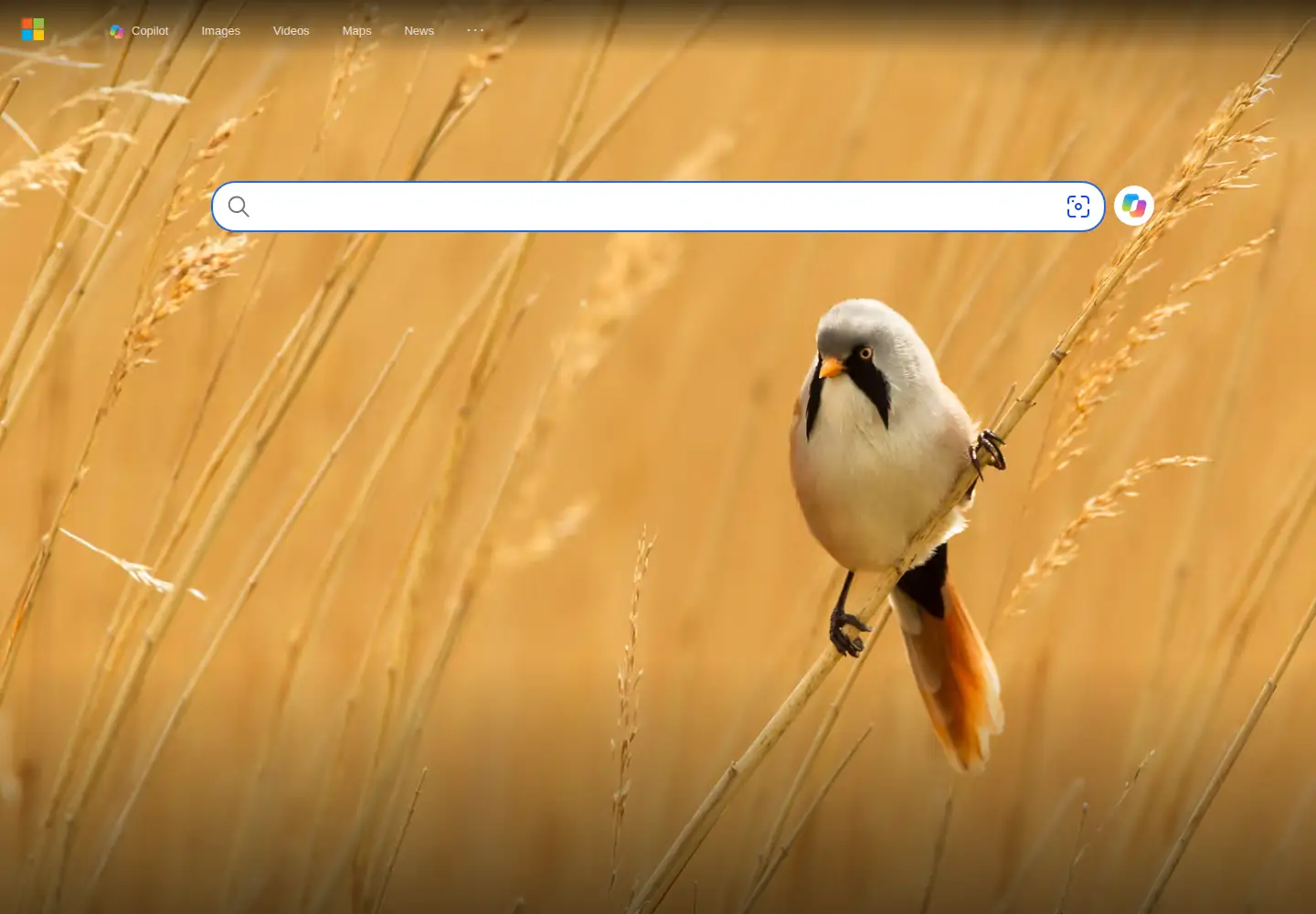 Screenshot of binged.it
