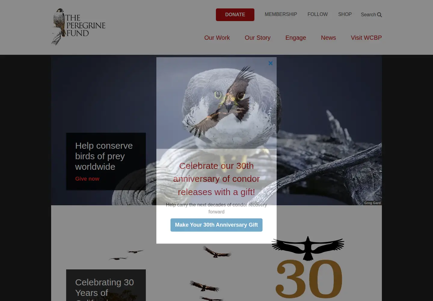 Screenshot of peregrinefund.org