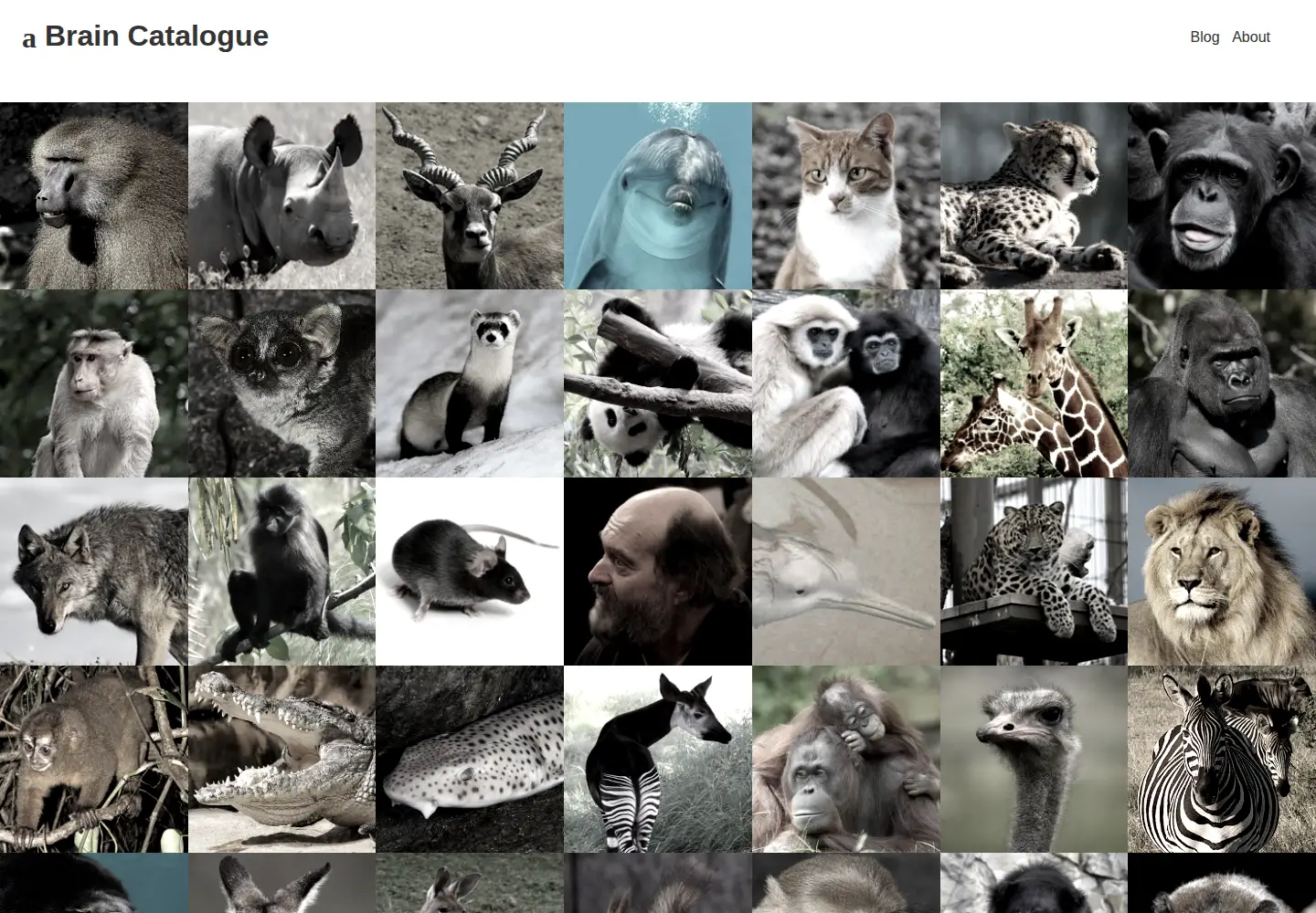 Screenshot of braincatalogue.org
