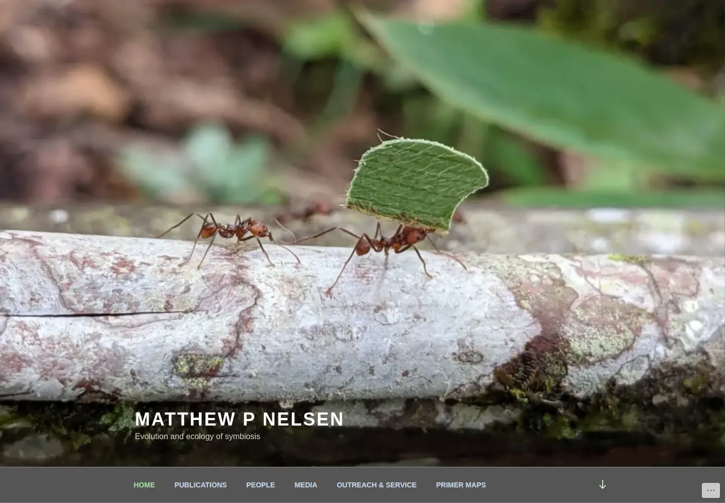 Screenshot of mpnelsen.com