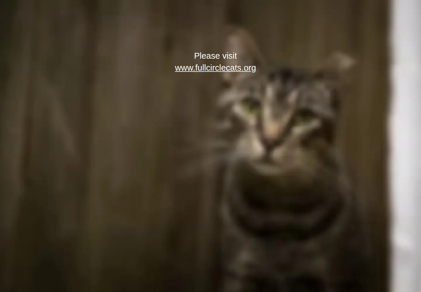Screenshot of feralchange.org