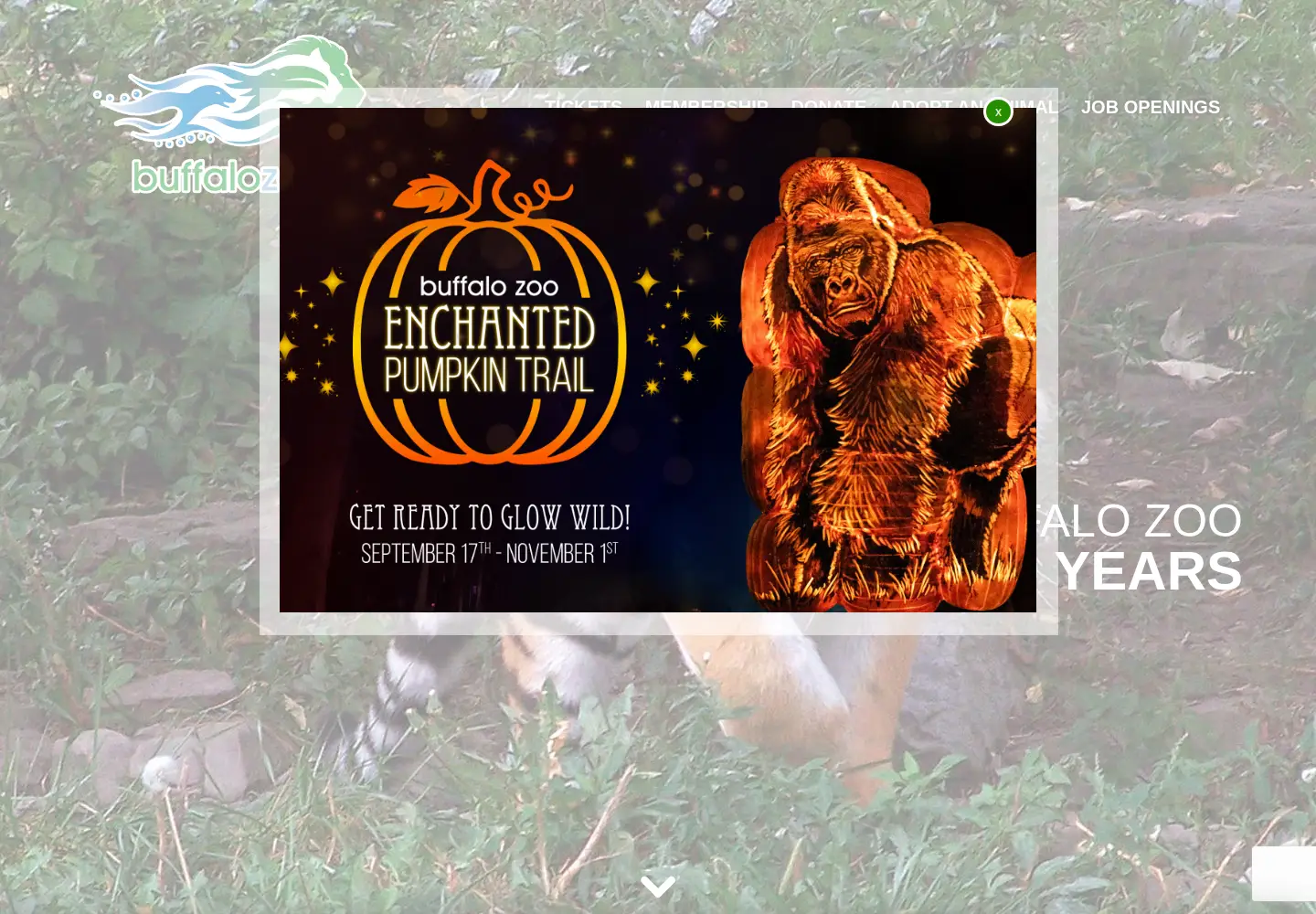 Captured homepage of buffalozoo.org in the current scan