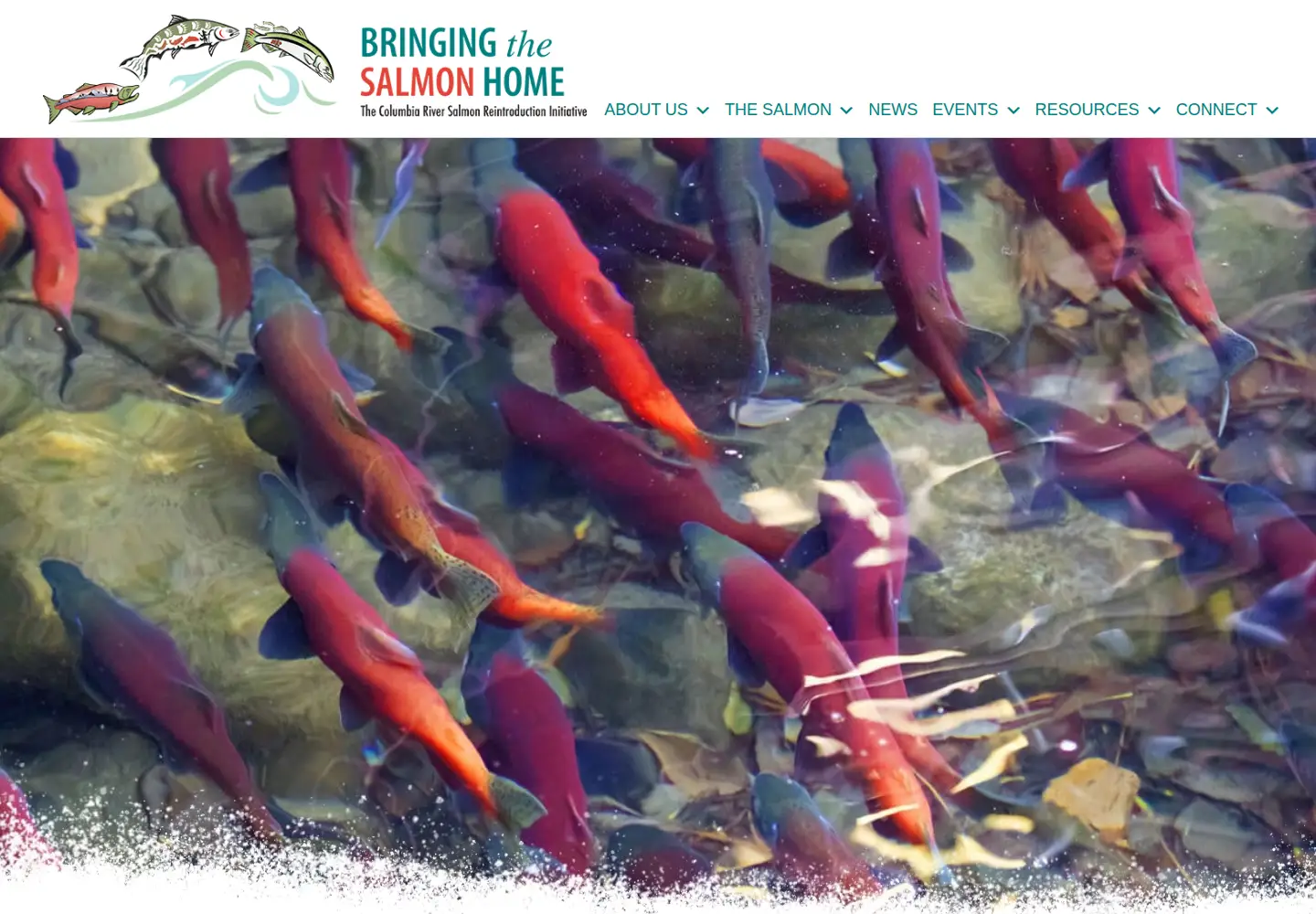 Captured homepage of columbiariversalmon.ca in the current scan