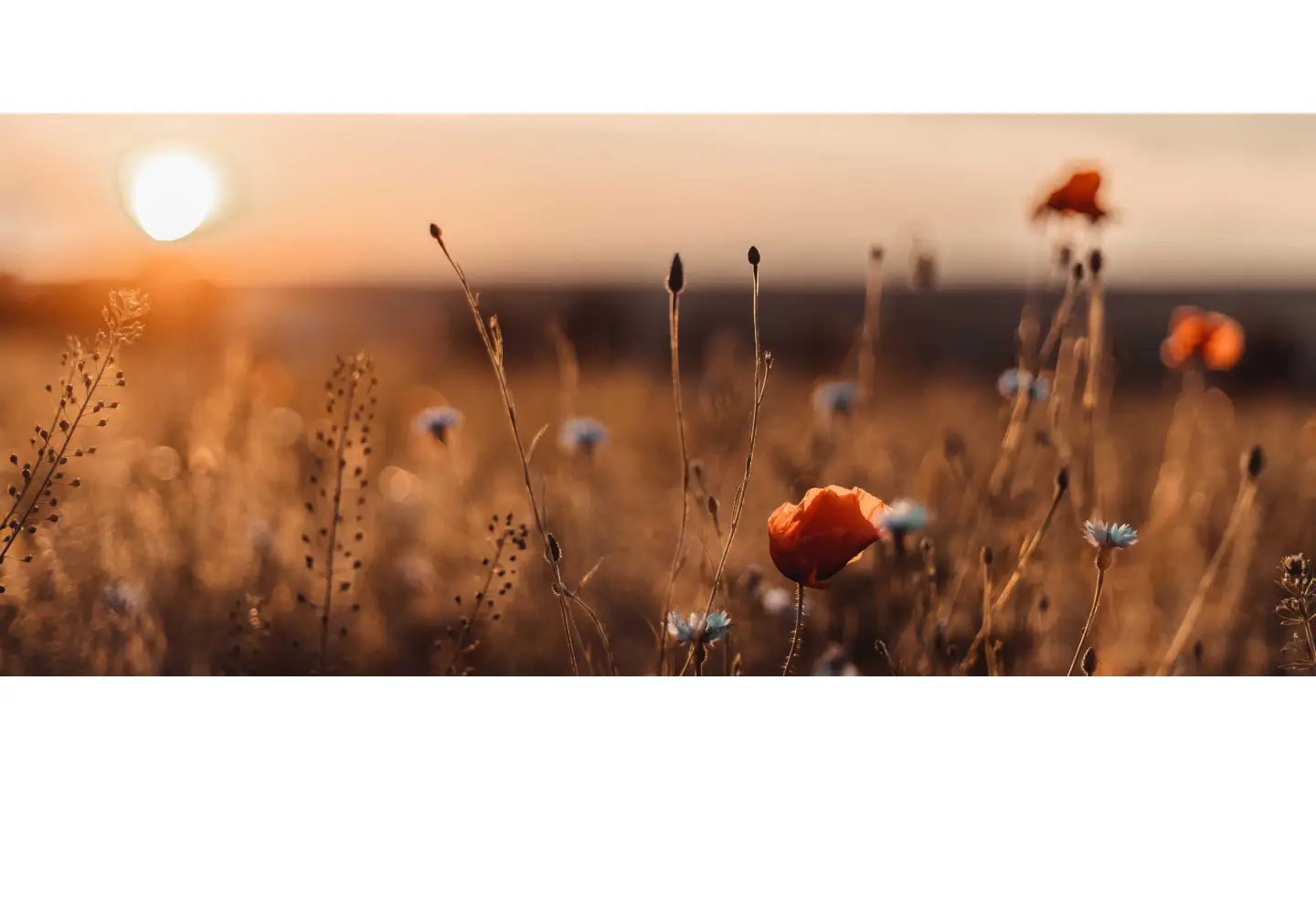 Captured homepage of egw.de in the current scan