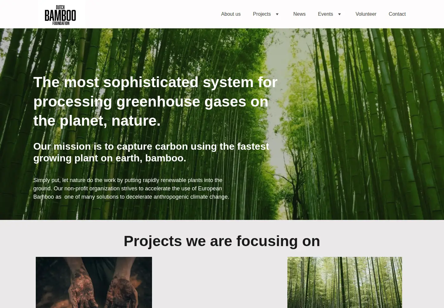 Screenshot of dutchbamboo.org