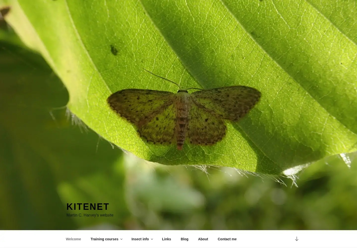 Captured homepage of kitenet.co.uk in the current scan