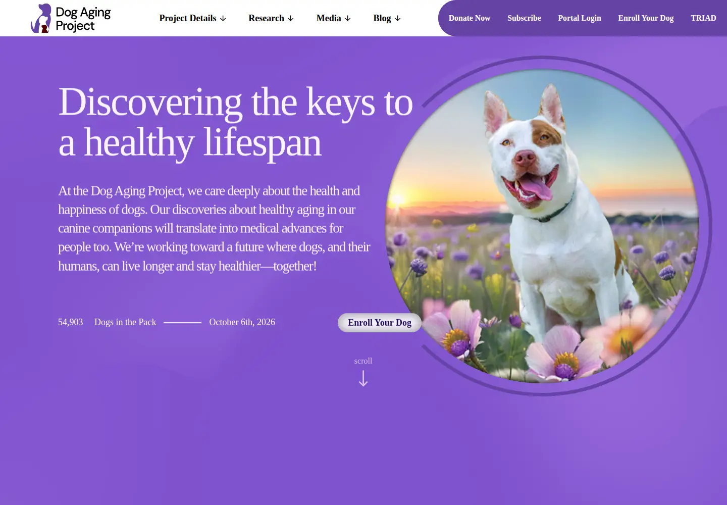 Captured homepage of dogagingproject.org in the current scan