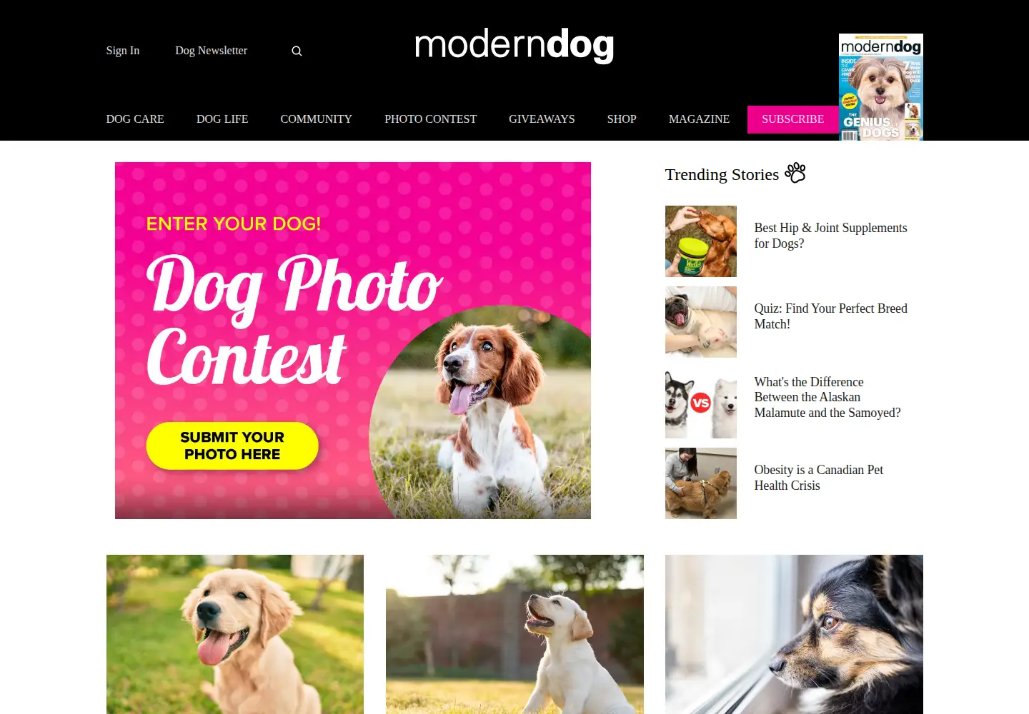 Screenshot of moderndogmagazine.com