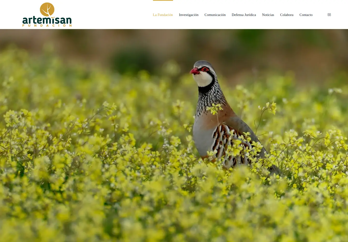 Screenshot of fundacionartemisan.com