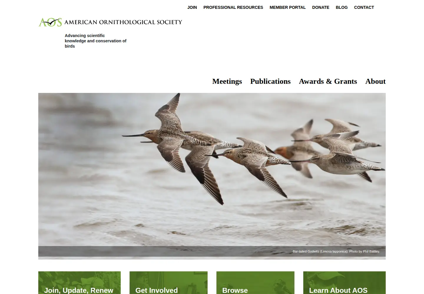 Screenshot of americanornithology.org