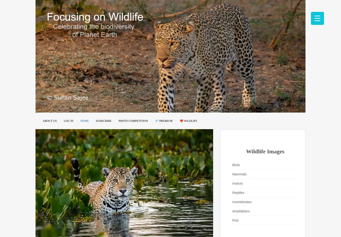 Captured homepage of focusingonwildlife.com in the current scan