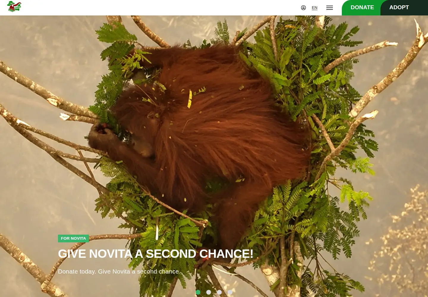 Screenshot of orangutan.or.id