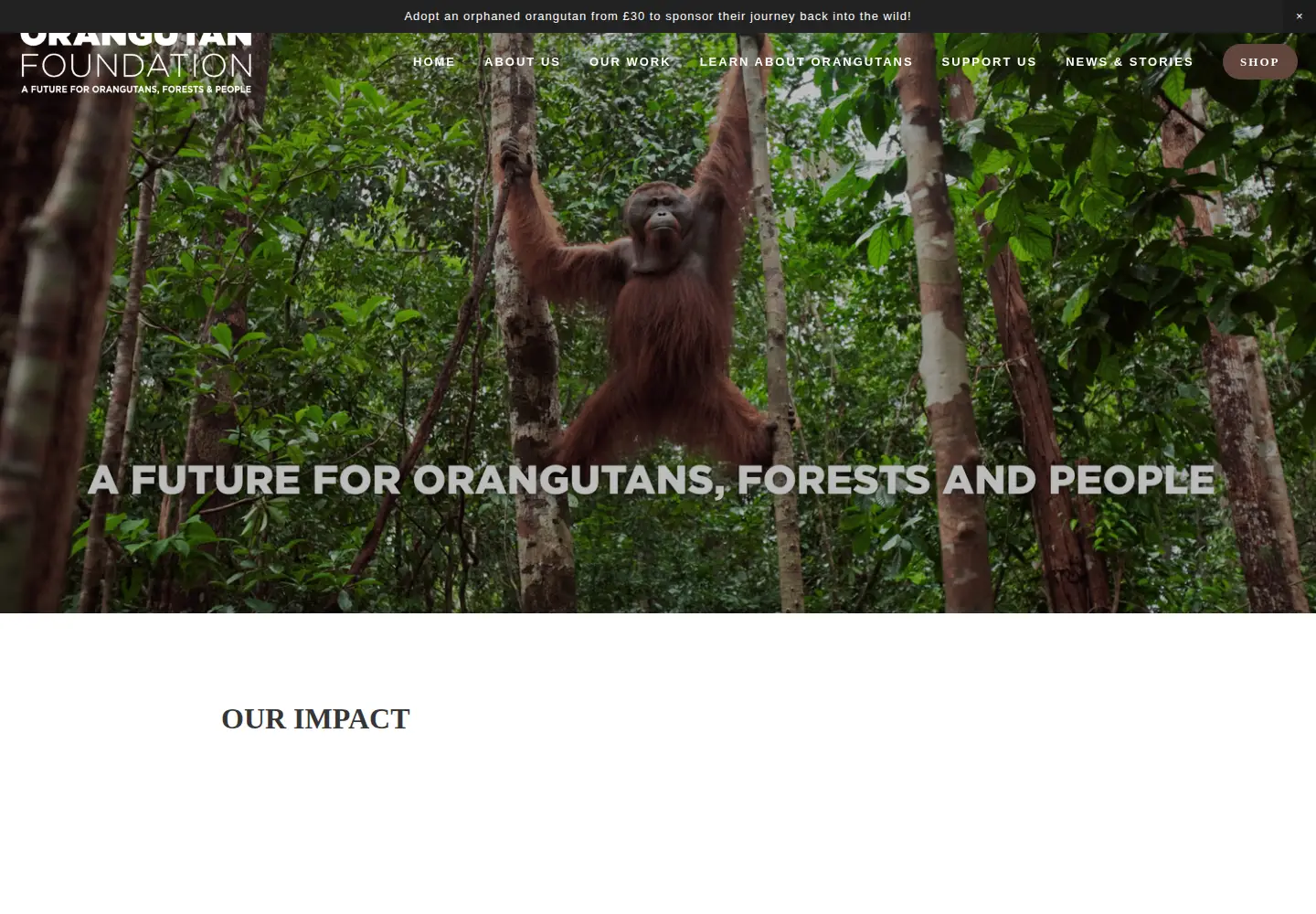 Captured homepage of orangutan.org.uk in the current scan