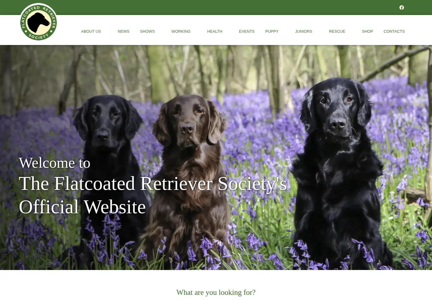 Screenshot of flatcoated-retriever-society.org