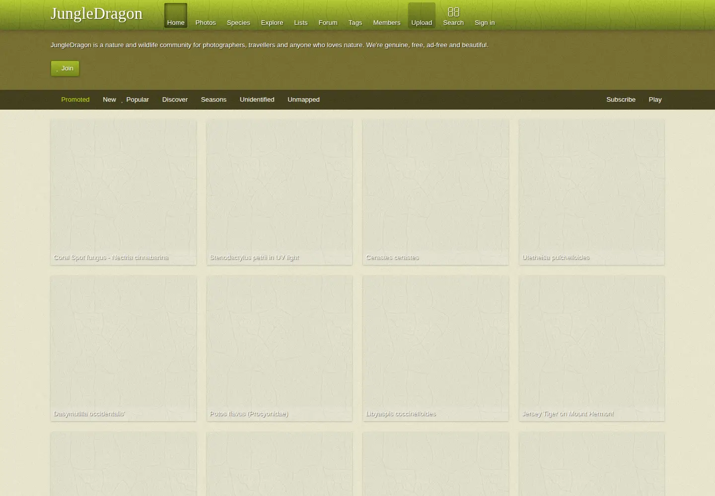 Screenshot of jungledragon.com