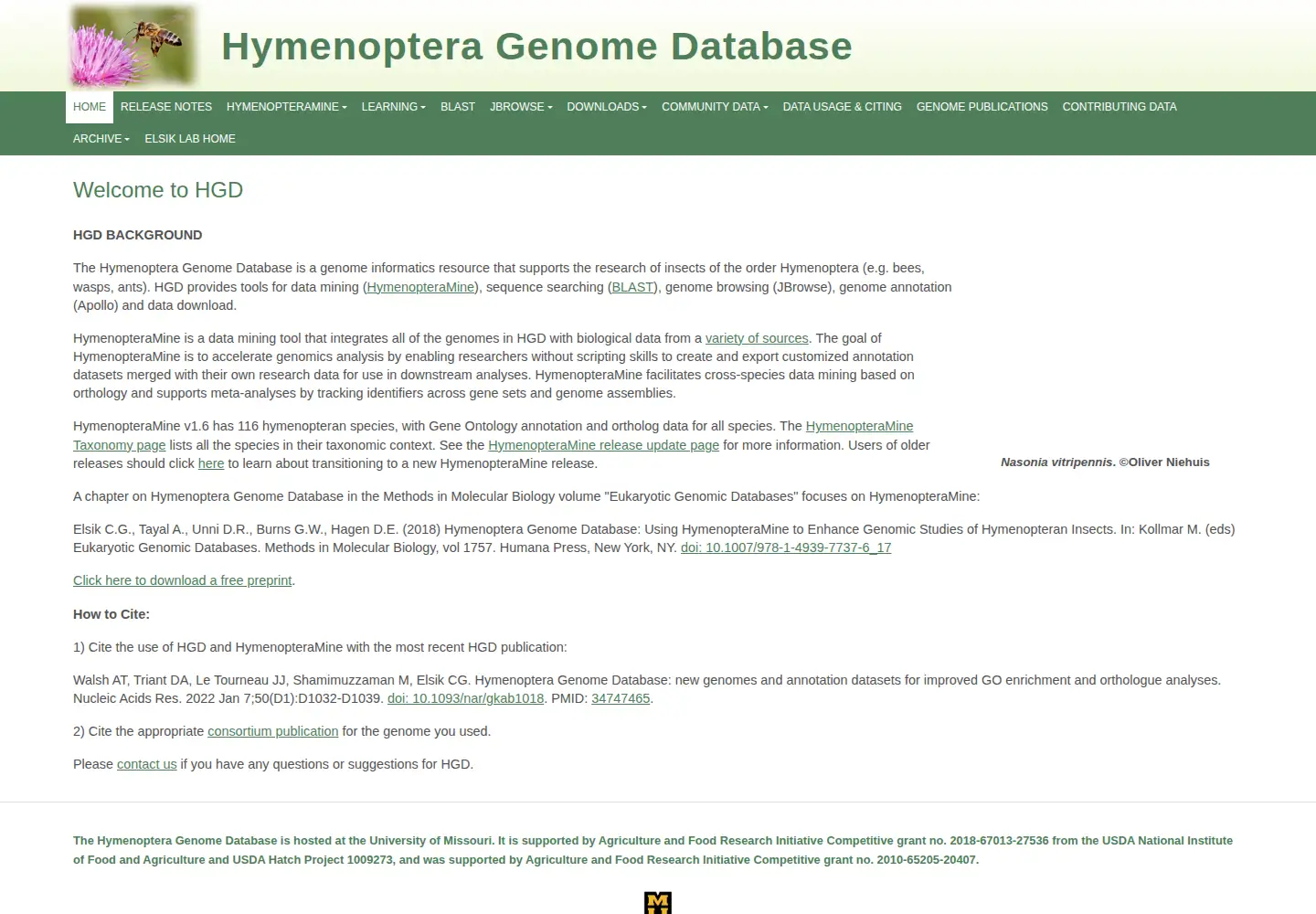 Screenshot of hymenopteragenome.org