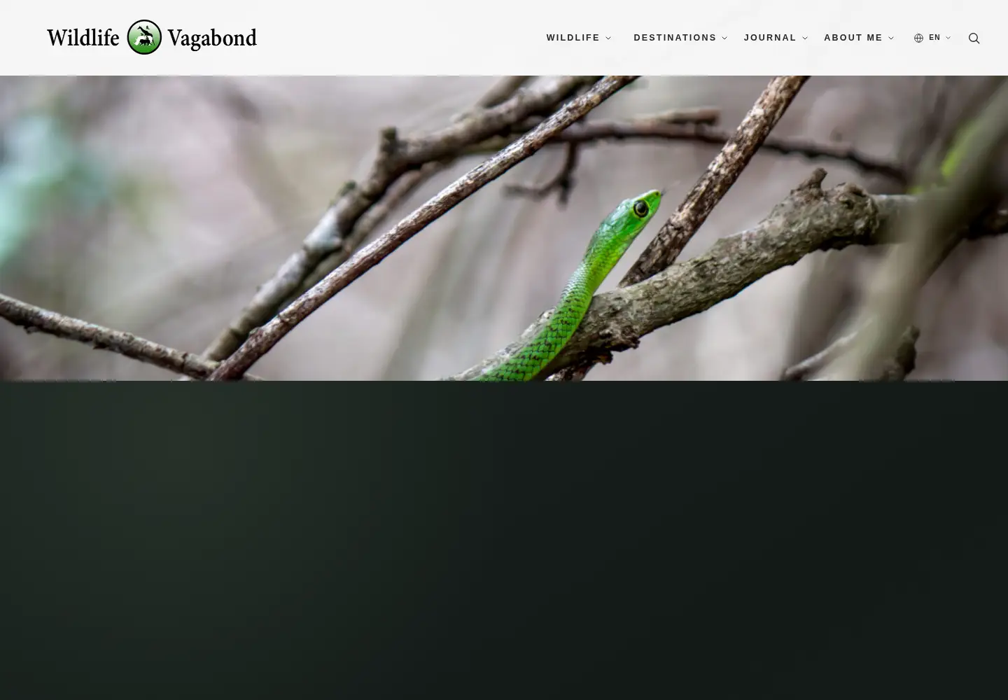 Screenshot of wildlifevagabond.com