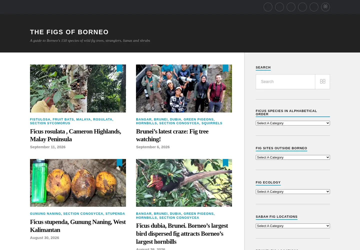 Screenshot of borneoficus.info