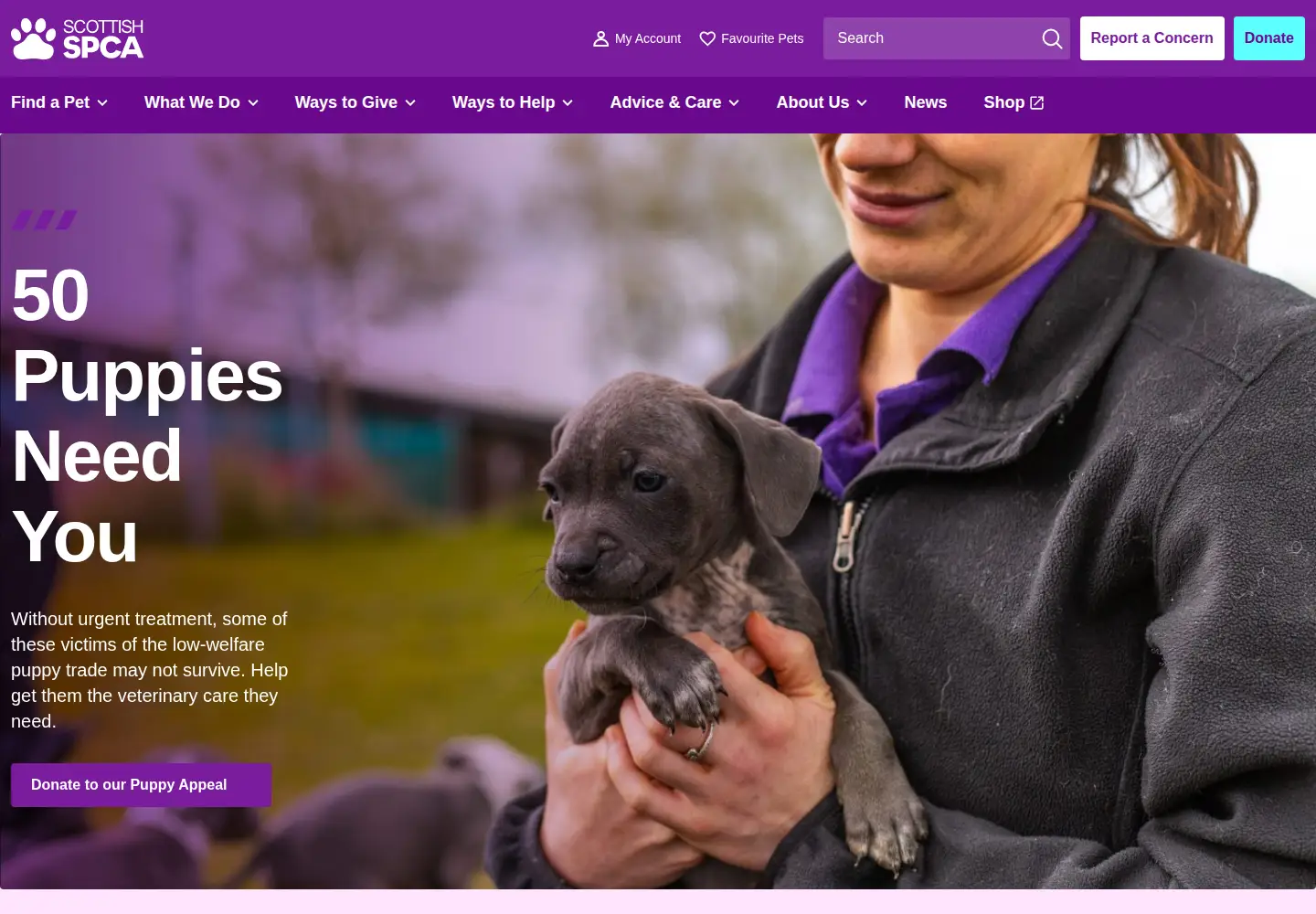 Captured homepage of scottishspca.org in the current scan