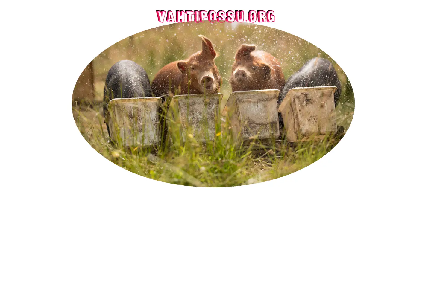 Captured homepage of vahtipossu.org in the current scan